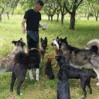 Educateur canin a domicile Caen et sa region CAEN